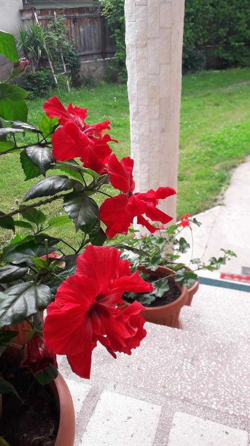 Pensiunea Shalom Sîncraiu Dış mekan fotoğraf